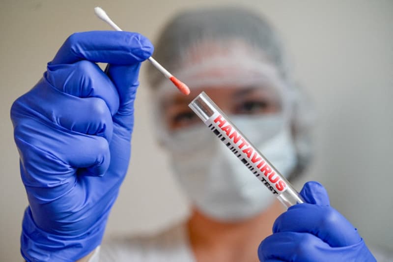OMS advierte que el hantavirus es más contagioso en las primeras etapas de la enfermedad