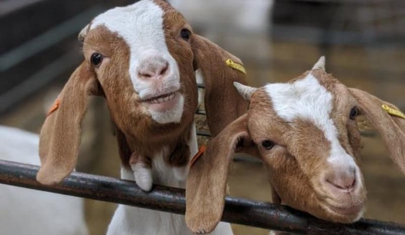 Sacrifican 42 animales infectados en Trinidad y Tobago